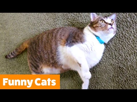 Cutest Cat Bloopers & Reactions | Funny Pet Videos