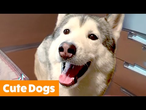 Cutest Dog Bloopers | Funny Pet Videos