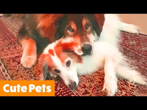Cutest Funny Animals | Funny Pet Videos