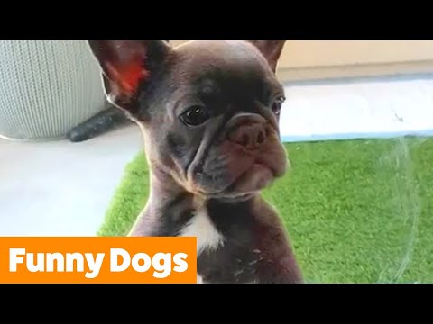 Cutest Funny Dogs | Funny Pet Videos