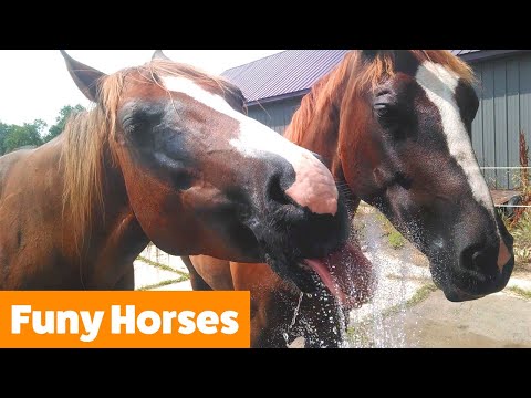 Cutest Funny Horses | Funny Pet Videos