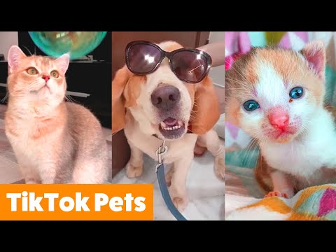 Cutest Pets on TikTok | Funny Pet Videos
