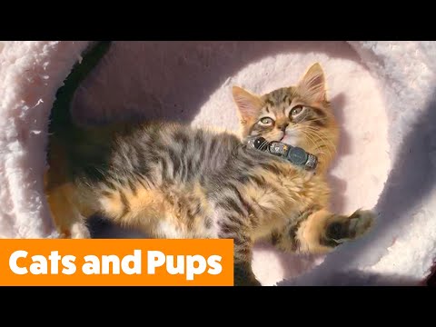 Cutest Puppies and Kittens | Funny Pet Videos