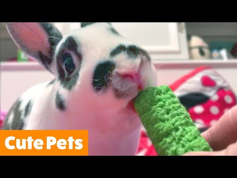 Cutest Silly Animals | Funny Pet Videos