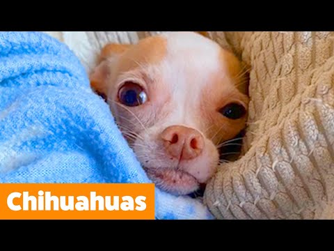 Cutest Silly Chihuahuas | Funny Pet Videos