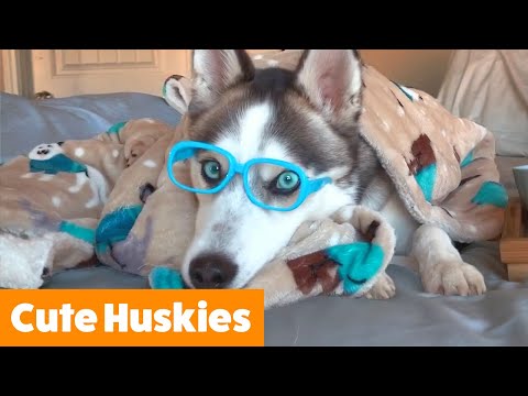 Cutest Silly Huskies | Funny Pet Videos