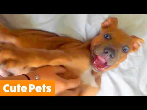 Cutest Silly Pets | Funny Pet Videos