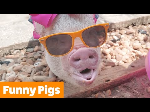Cutest Silly Pigs | Funny Pet Videos