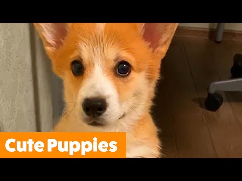Cutest Silly Puppies | Funny Pet Videos