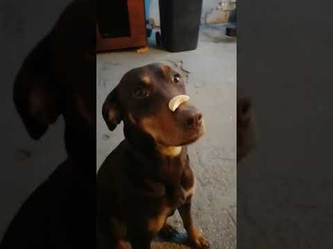 Dog Catches Treat Off Nose #shorts
