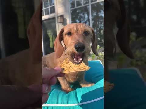 Dog Eating Chip Is Oddly Satisfying #shorts