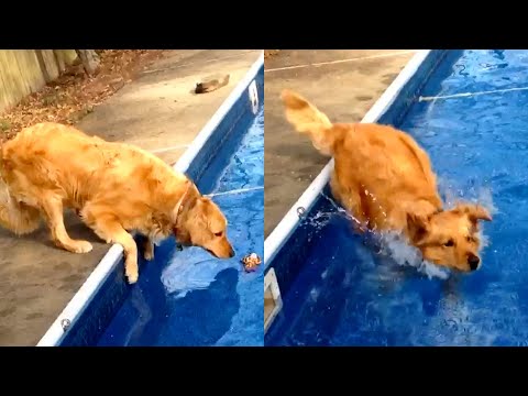 Dog  Fails And Falls Into Pool | Funny Pet Videos