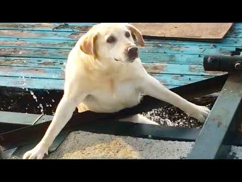 Dog FALLS Into WATER | ANIMAL FAILS