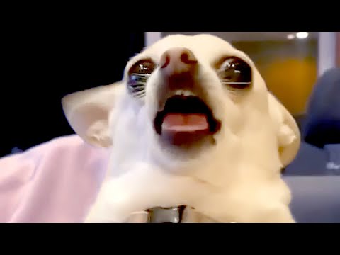 Dog Freaks Out While Talking with Owner | Funny Pet Videos