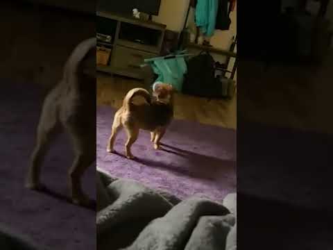 Dog Gets Cup Stuck In Mouth #shorts