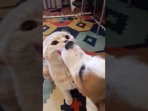 Dog Lick Attacks Cat #shorts