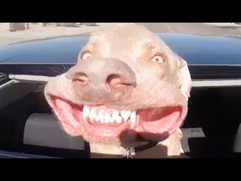 DOG LOVES CAR RIDES | FUNNY ANIMALS