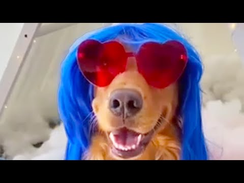 DOG LOVES KATY PERRY! | FUNNY DOGS