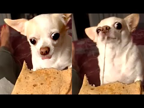 Dog Loves Quesadillas | Funny Pet Videos