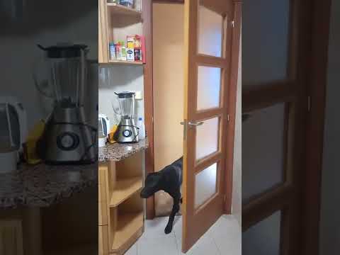 Dog Opens Door #shorts