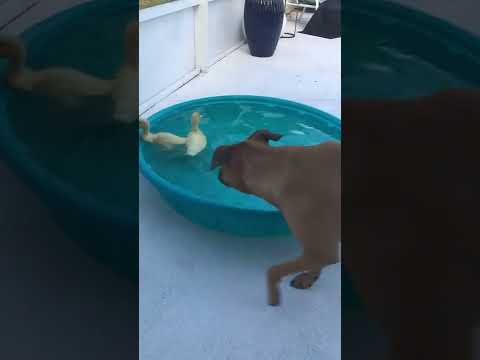 Dog Plays With Ducks #shorts