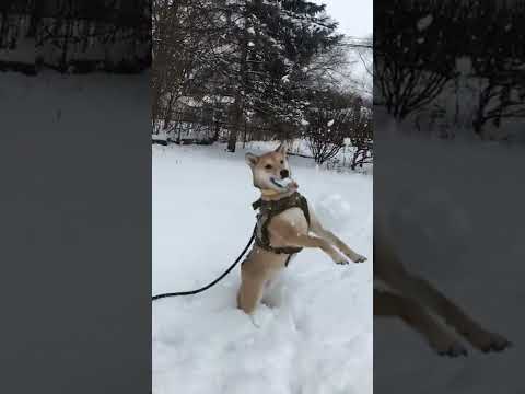 Dog Plays With Snow #shorts