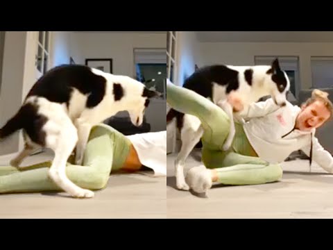 DOG STARTED HUMPING HER 😂| FUNNY ANIMALS