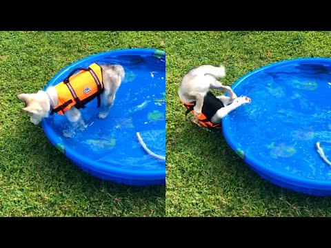 Dog Trips Over Pool | Funny Pet Videos