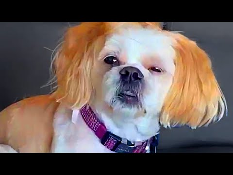 Dog Wakes Up With Dazed And Confused | Funny Pet Videos