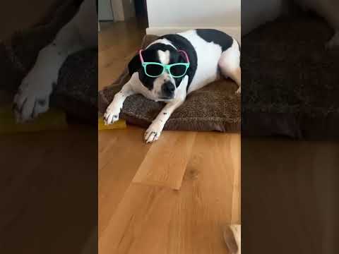 Dog With Shades Stays Cool #shorts