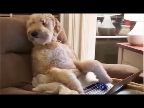 Dogs Doing Funny Things On TikTok - Best TikTok Compilation 🐶 [Funny Pets]