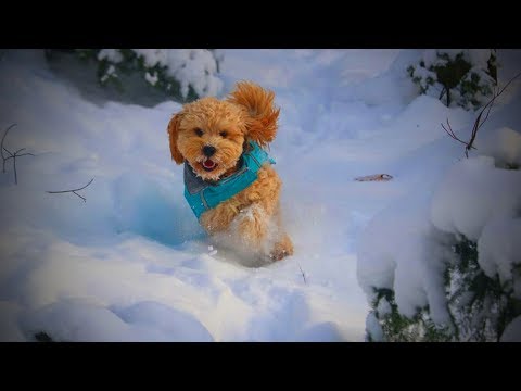 Dogs Loves Snow 🐶❄️ Lovely And Funny Dogs Playing with Snow (Full) [Funny Pets]