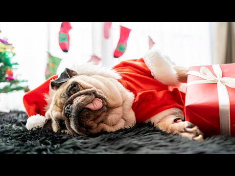Dogs Opening Christmas Presents 🐶🎁 (Part 2) [Funny Pets]