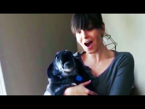 Dogs Singing With Their Owners - Funny and Cute Animal Compilation [Funny Pets]