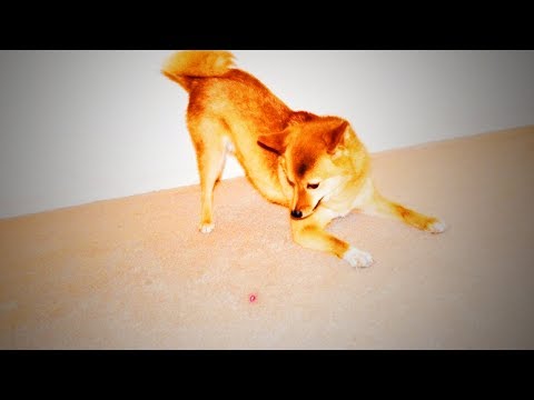 Dogs Vs. Laser 🐶😂 Cute Dogs  Funny Reaction To Laser (Full) [Epic Laughs]