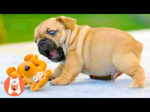 El perro más divertido que juega hábil con los juguetes || Los mejores videos de perrosr