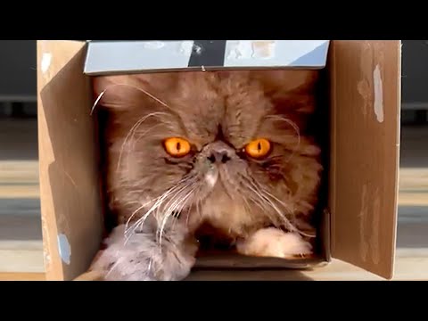 Even Angry Cats Love Small Boxes | Funny Pet Videos