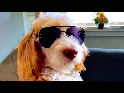 Ever Seen A Sigma Dog | Funny Pet Videos