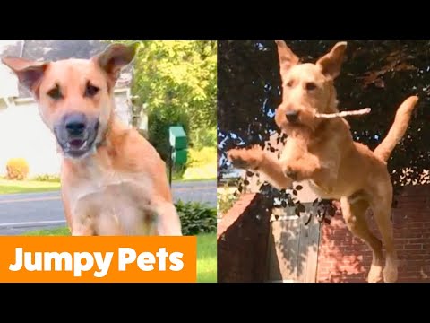 Excited Jumping Pet Bloopers | Funny Pet Videos