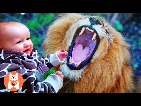 Explore the Jurassic Park! ¿Saludos de amigas o disputas entre bebé y animales del zoológico?