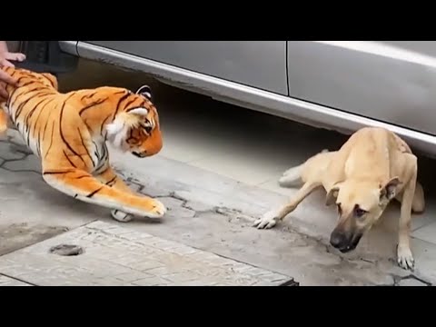 Fake Tigers vs Dogs Prank [Funny Pets]