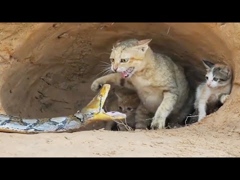 FEARLESS CATS 😹 Badass Cats (Part 4) [Funny Pets]