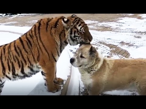 FEARLESS DOGS 🐕 Badass Dogs [Funny Pets]