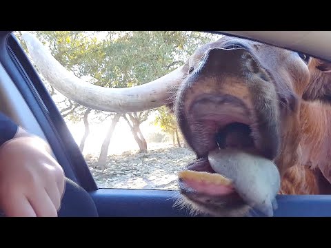 Feeding WILD ANIMALS can be awesome - Funniest fail/win videos!