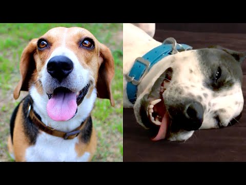 First Time Pet Owners | Funny Pet Videos