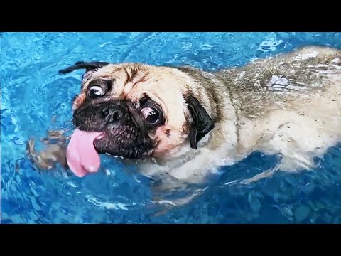 Funniest and Cutest Pug Dog Videos Compilation 2020 [Funny Pets]