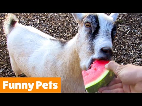 Funniest Animal Bloopers | Funny Pet Videos