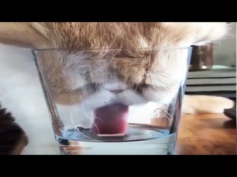 Funniest Animals - Best Animal Videos 😹 [Funny Pets]