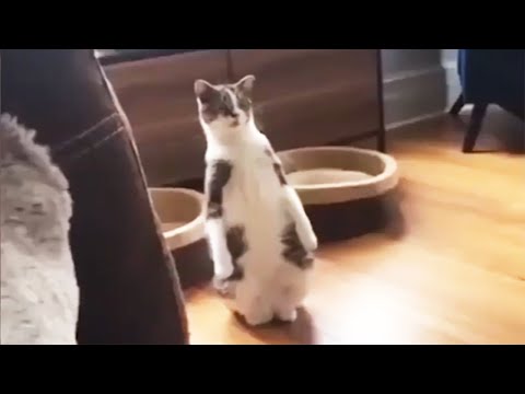 Funniest Animals 🙈 - Best Of The 2020 [Funny Pets]