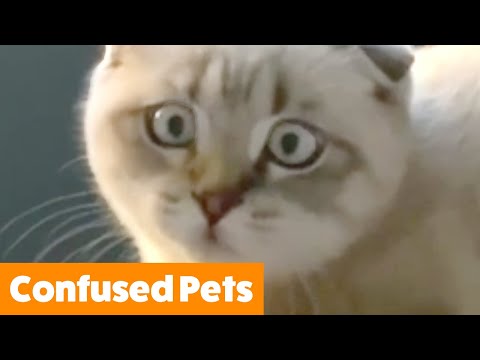 Funniest Confused Pets | Funny Pet Videos